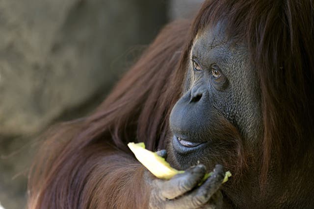 Sandra, the 29-year-old orangutan, is pictured at Buenos Aires' zoo