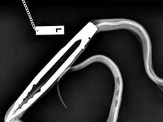 Pet snake swallows pair of barbecue tongs - video