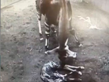 The baby okapi was born on the 30 April