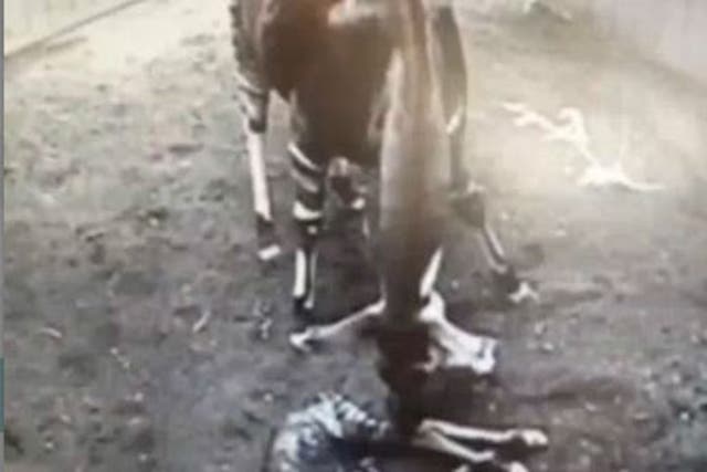 The baby okapi was born on the 30 April