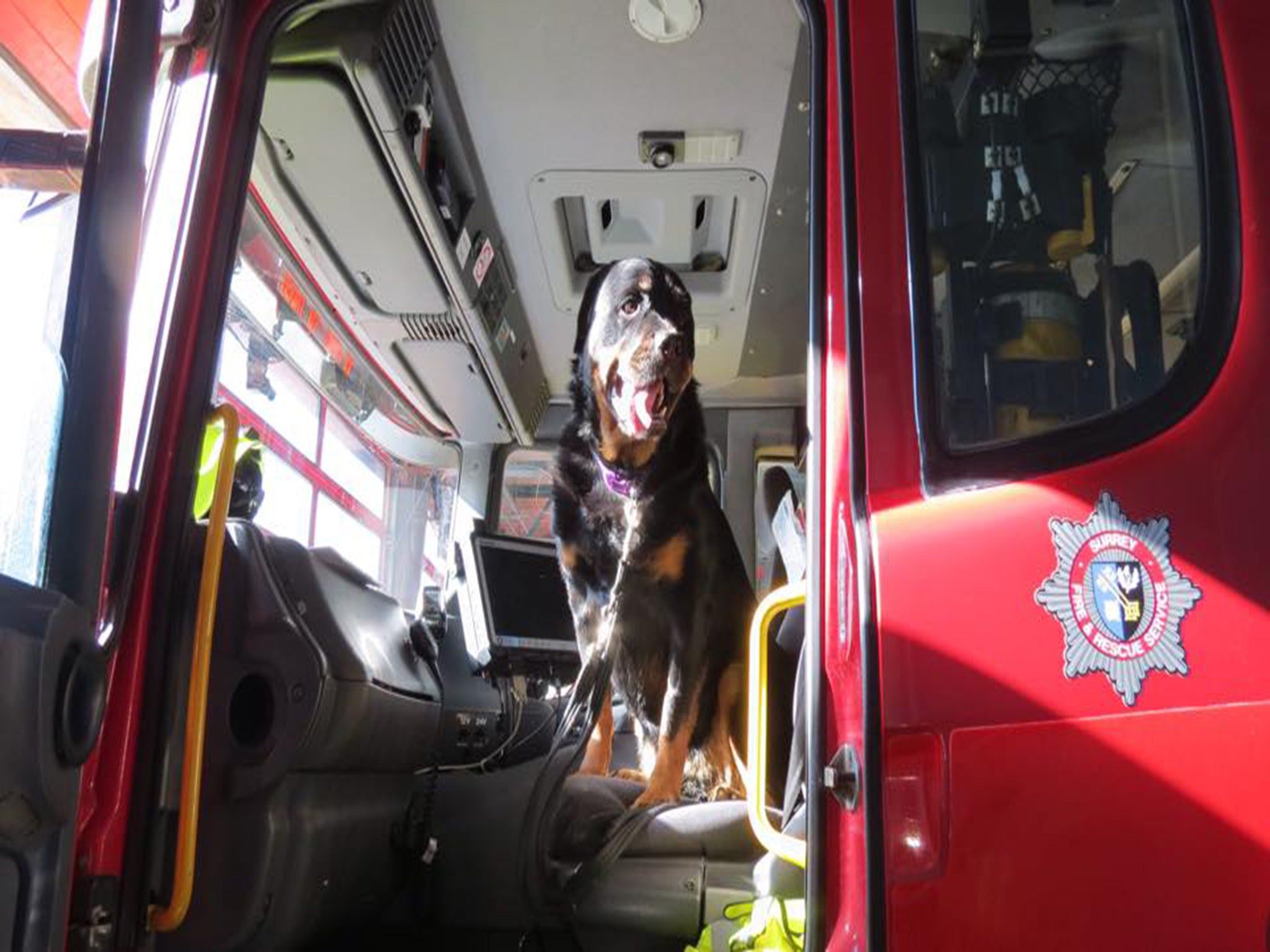 Coco hops into a firemen's truck