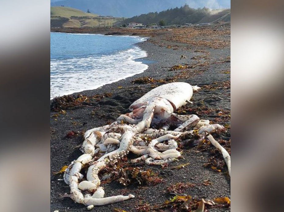 Giant squid washed up on beach in New Zealand