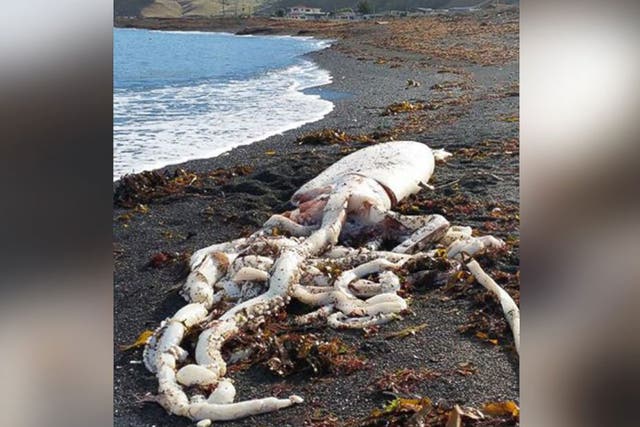 Giant squid washed up on beach in New Zealand