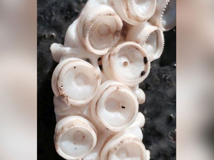 Close-up of the squid's massive suckers