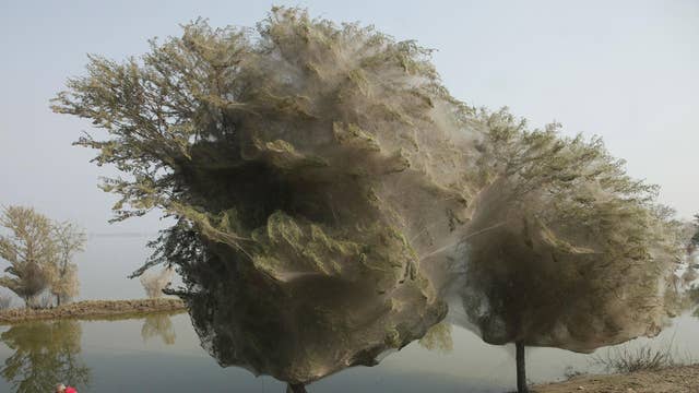 Spiders Fall From The Sky In Australia Leaving What Enthusiasts Call Angel Hair The Independent The Independent