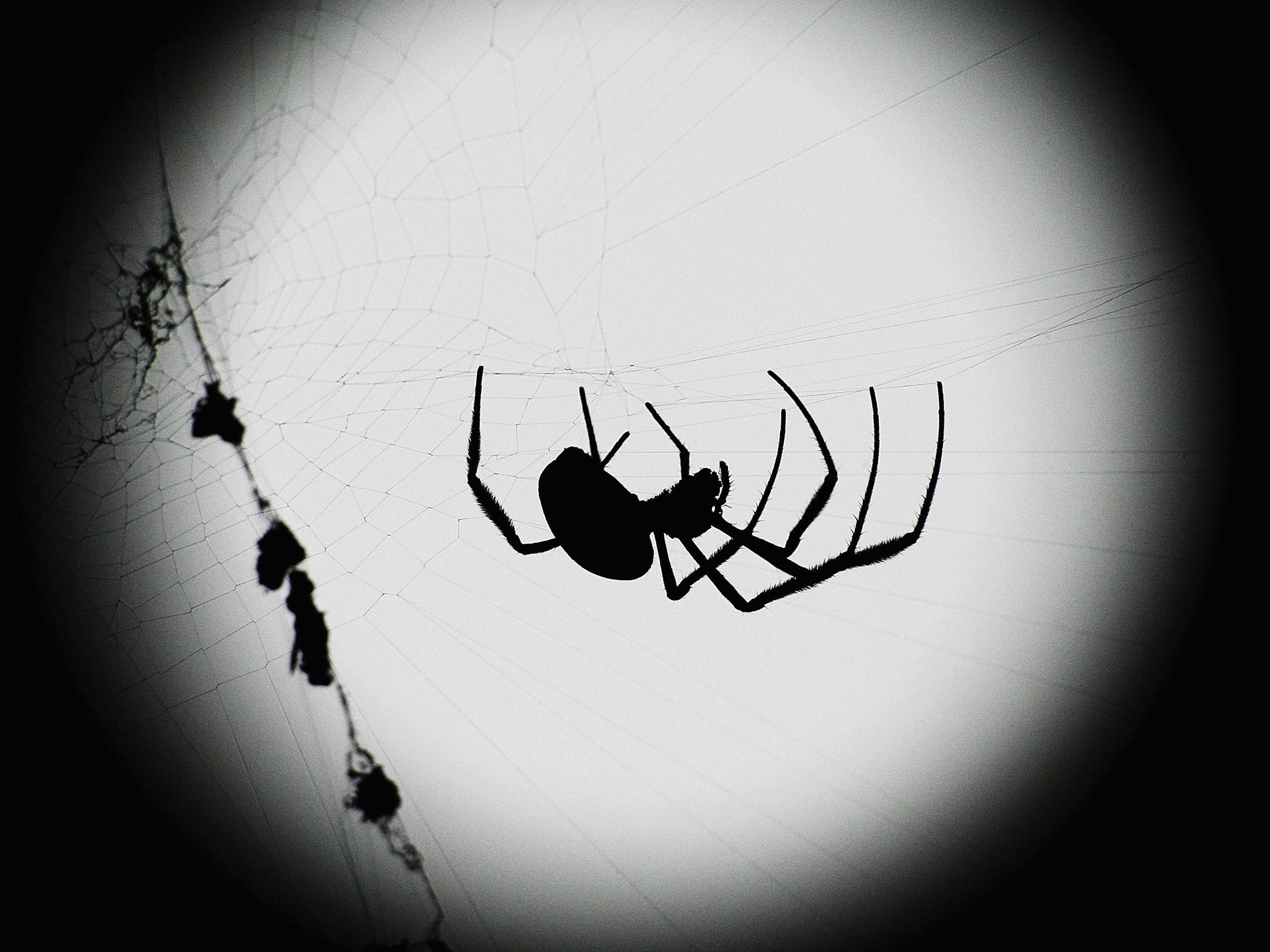 Scientists reveal spiders' web-making secrets •