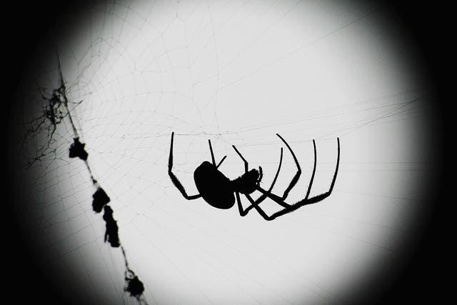 Orb spider web reveals secrets of engineering