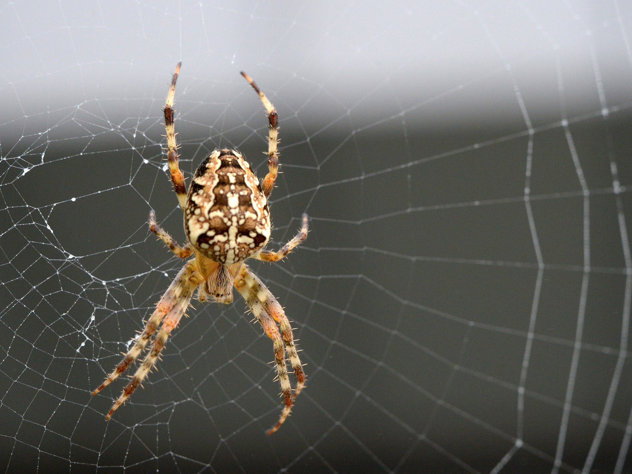 New Artificial Spider Silk: Stronger Than Steel and 98 Percent Water, Innovation