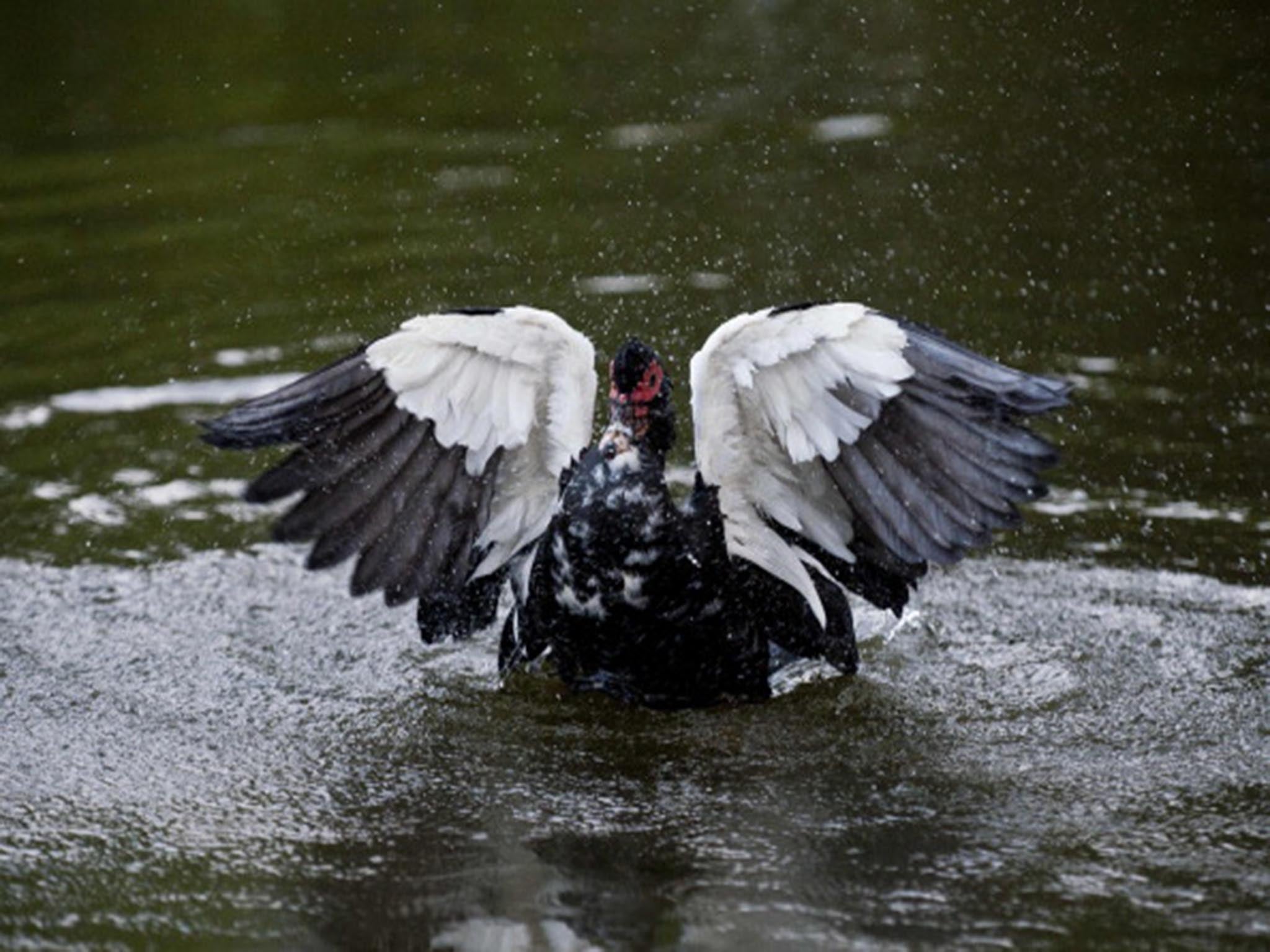 A muscovy duck, similar to the ducklings