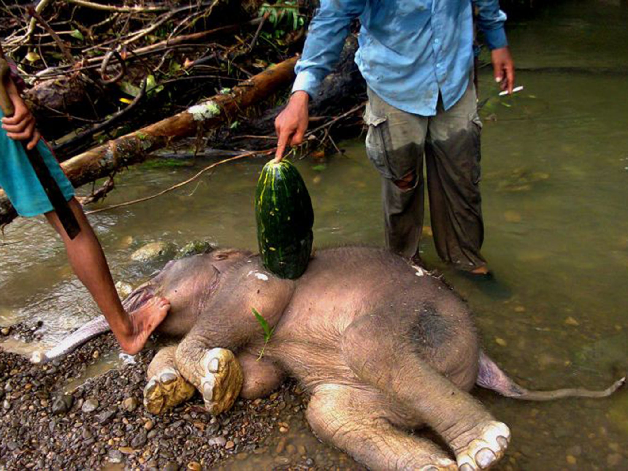 According to wildlife officials, dozens of Sumatran elephants have died after being poisoned