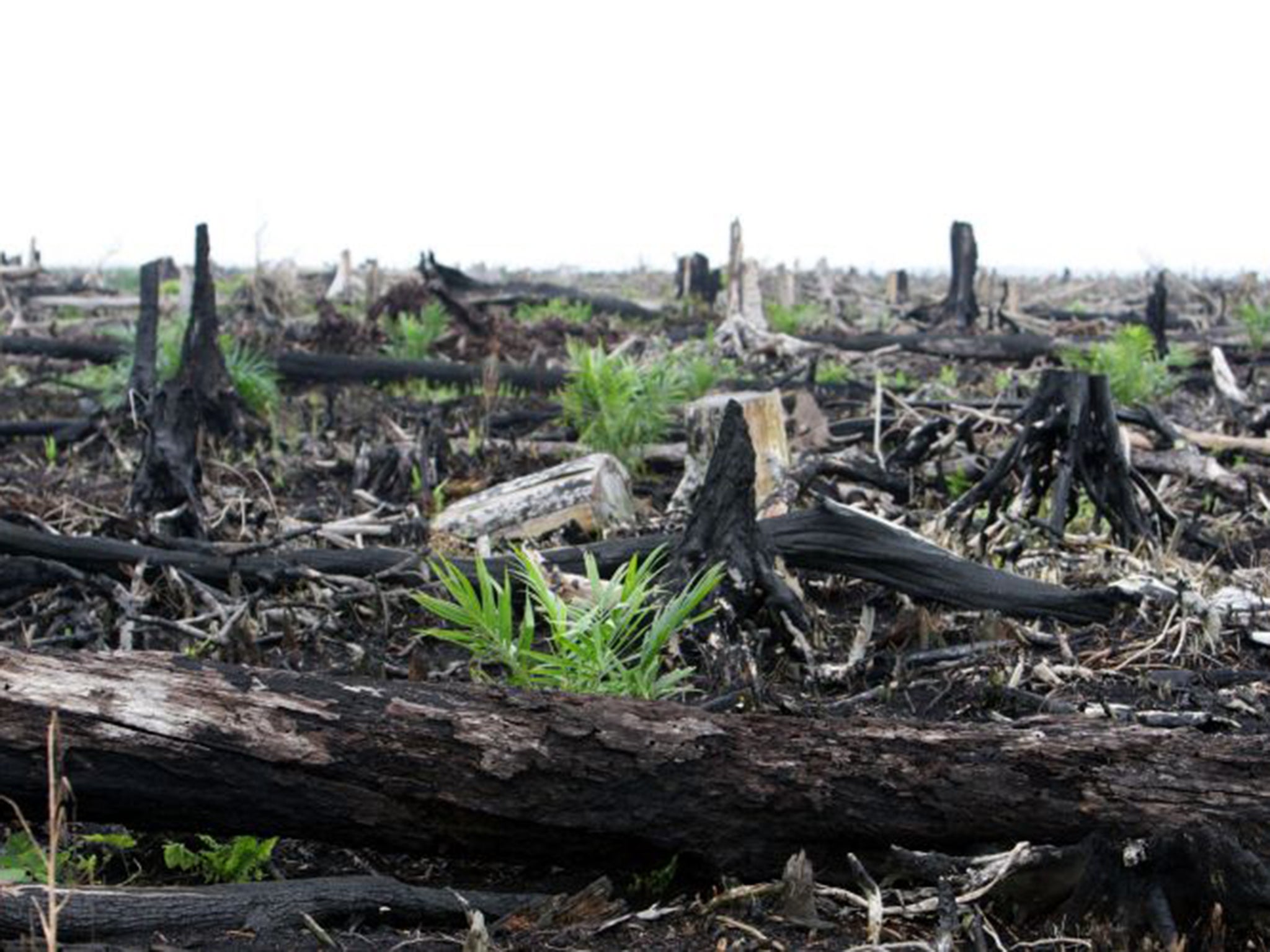 The researchers claim that draining peatland to make way for palm oil plantations produces annual carbon emissions equivalent to those emitted by 830,000 cars