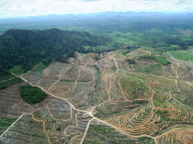More than a quarter of Indonesia's forests have disappeared since 1990 – an area almost the size of Germany.