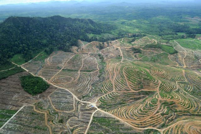 While AAL’s rainforest clearance is legal, campaigners say its sustainability practices fall short of the Palm Oil Pledge to which its rivals adhere