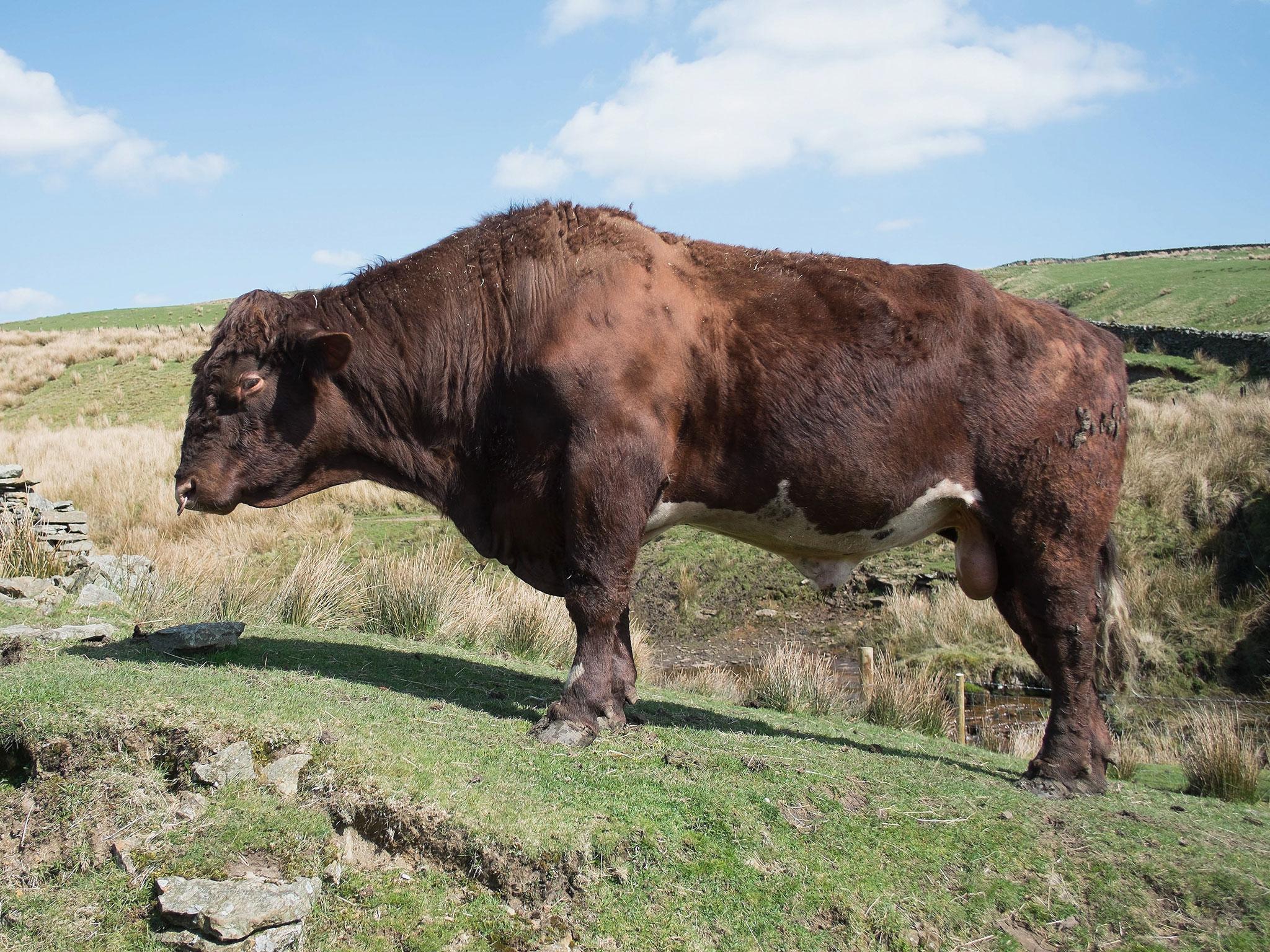 The bull was thought to have been 'over-enthusiastic' on his first days out