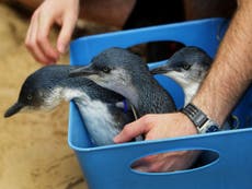 Three penguin chicks have been stolen from an aquarium in Norway