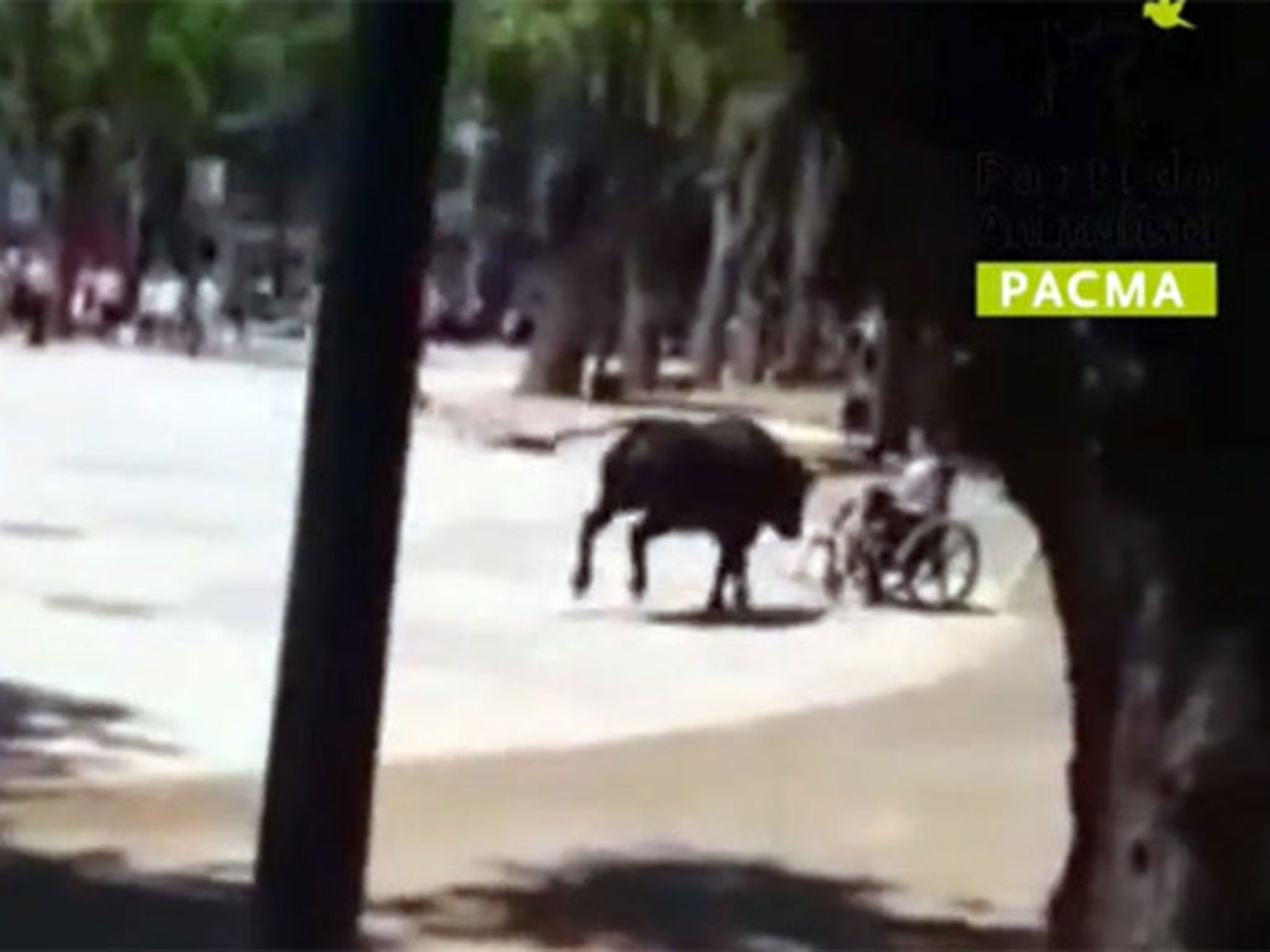 The bull smashed into the boy on his wheelchair