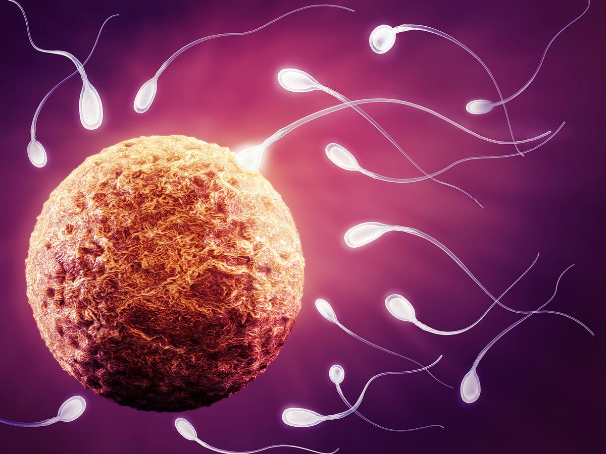 Строение яйцеклетки человека. Функции оболочек яйцеклетки. Что входит в яйцеклетку. Строение женской яйцеклетки. Строение яйцеклетки оболочки.