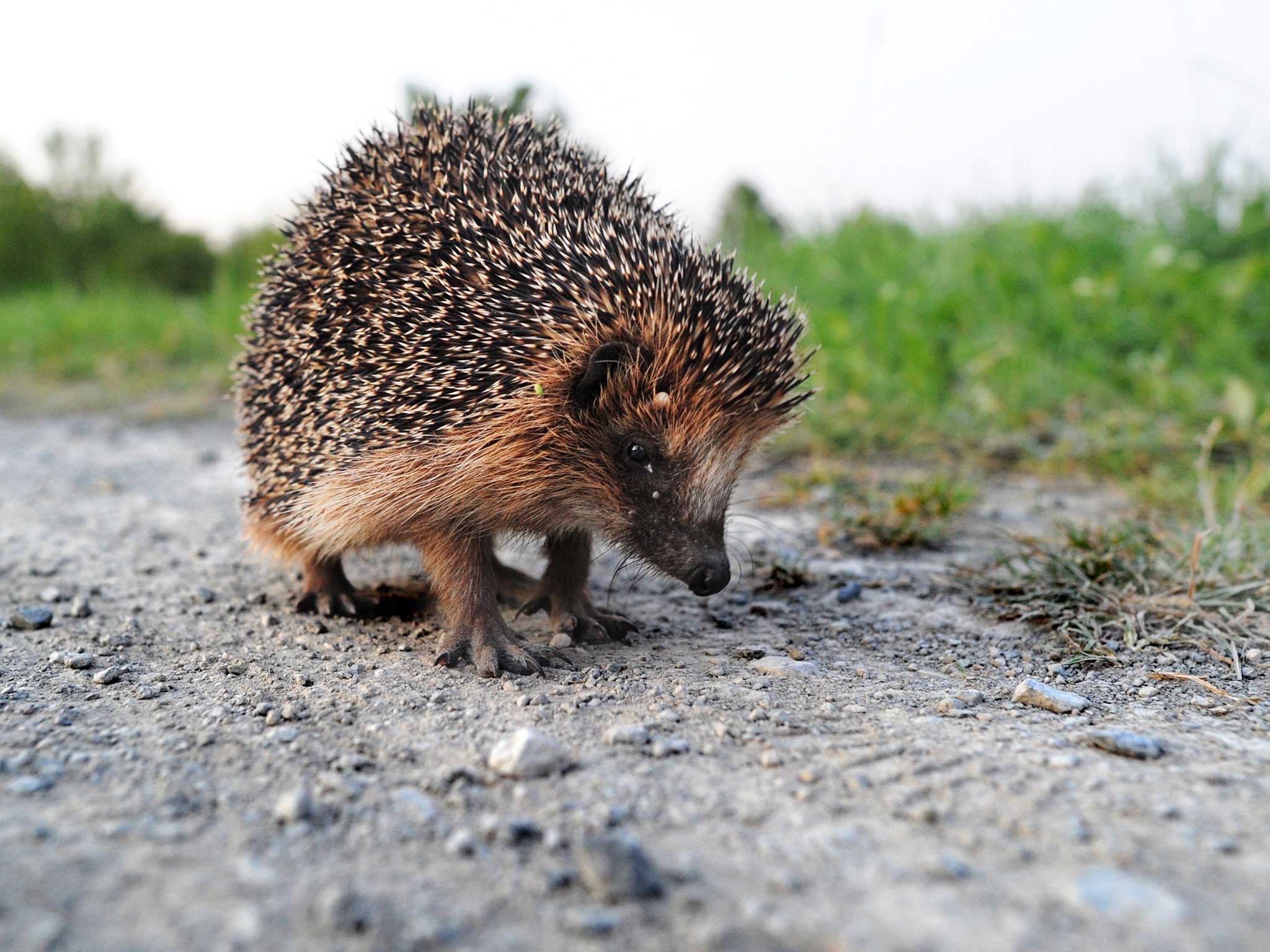 Hedgehog are under threat from decreasing habitats