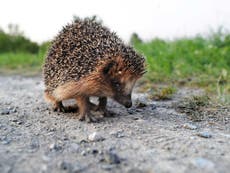 Hedgehog extinction in 10 years time 'complete b******s', says