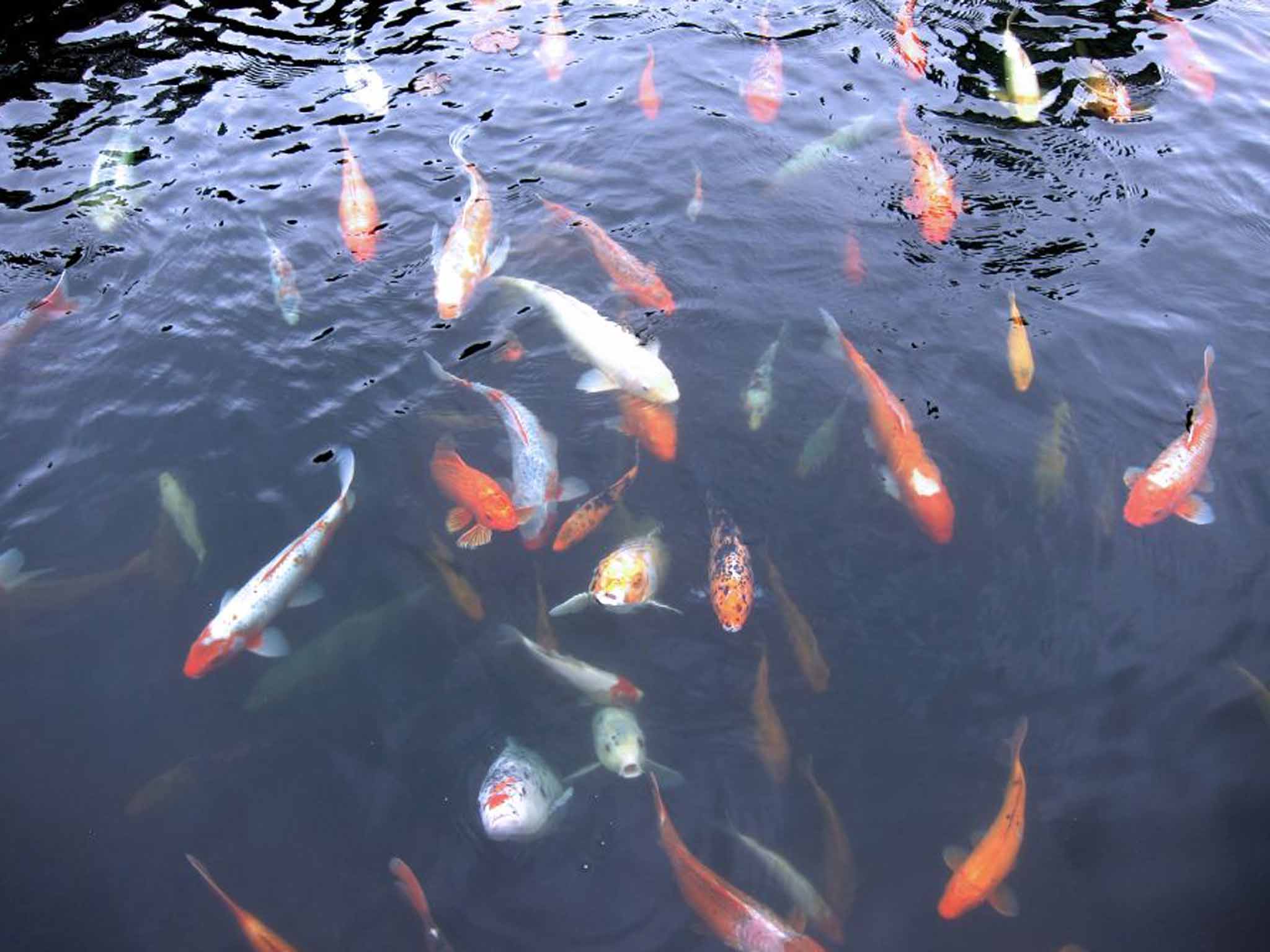 The serenity of fish: 'We knew my grandparents' goldfish needed to be moved and we knew exactly where to move them,' says Dan Ozzi