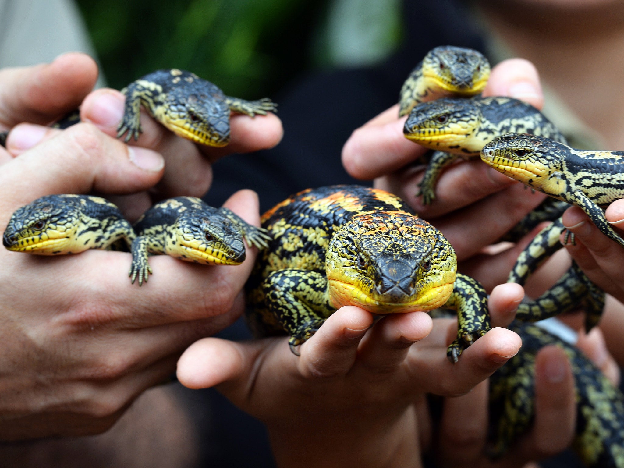 A Blotched Blue-Tongue lizard and its offspring at Wild Life Sydney Zoo (Getty)