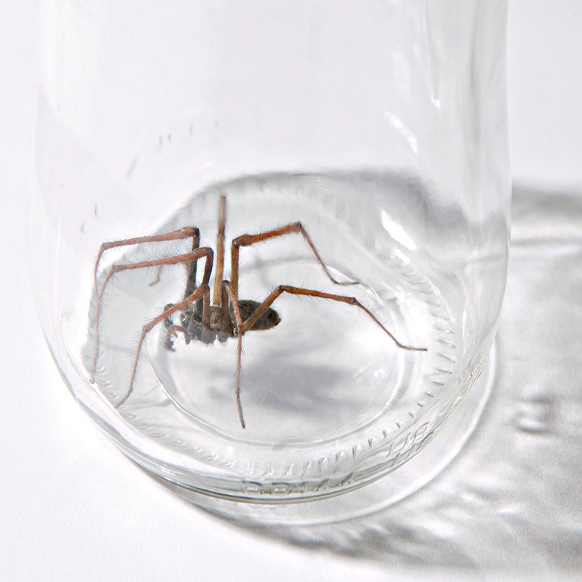 Spiders Are so Scary That They Actually Scare Other Spiders, Scientists Find