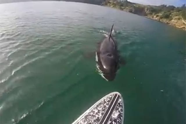 Luke Reilly came face-to-face with the orca off the coast of New Zealand's North Island