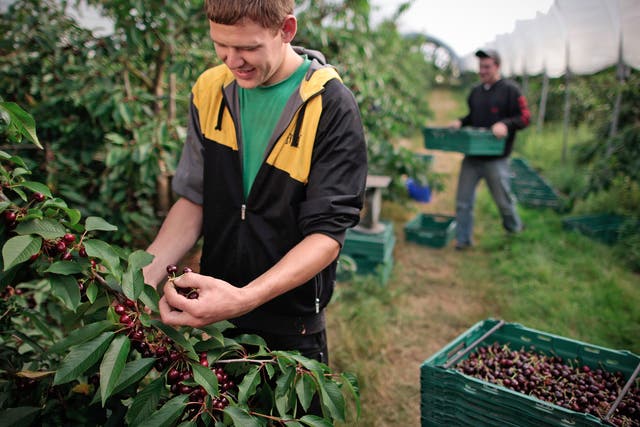 Captured by the data: Eastern Europeans who came to Britain legally pick cherries at a farm in Kent