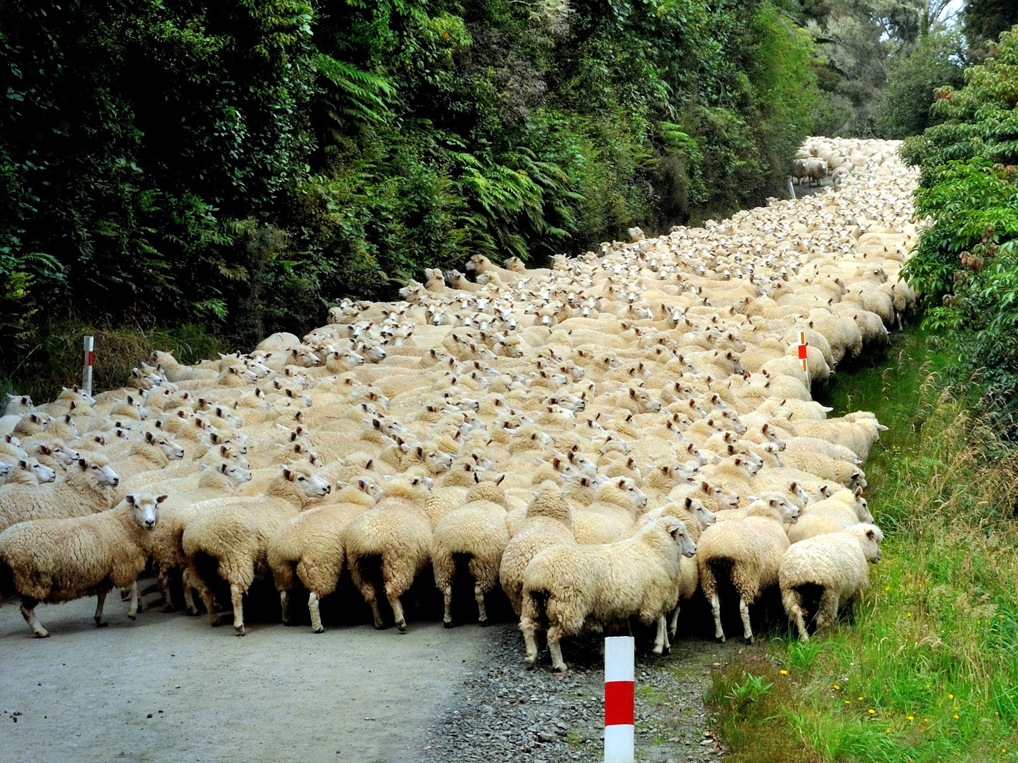 There's so many sheep here, you could walk on them The Independent