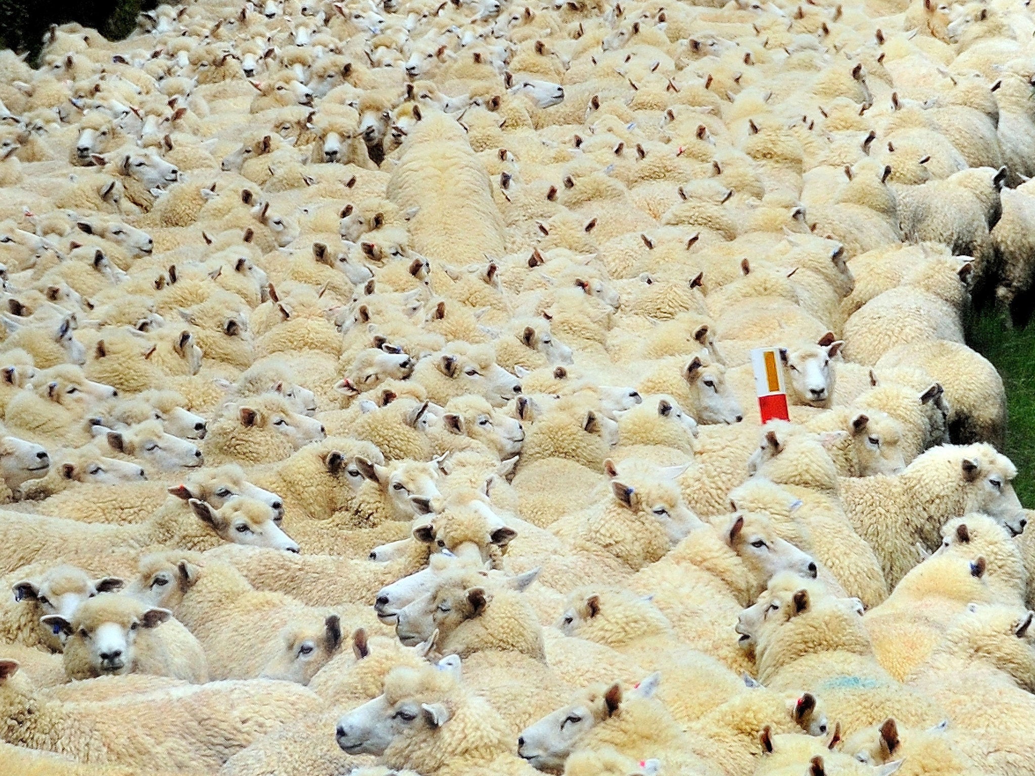 Sheep in New Zealand head to their semi-annual shearing