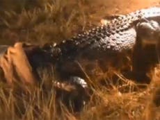 Crocodile 'half the length of a bus' caught in Australia's Northern