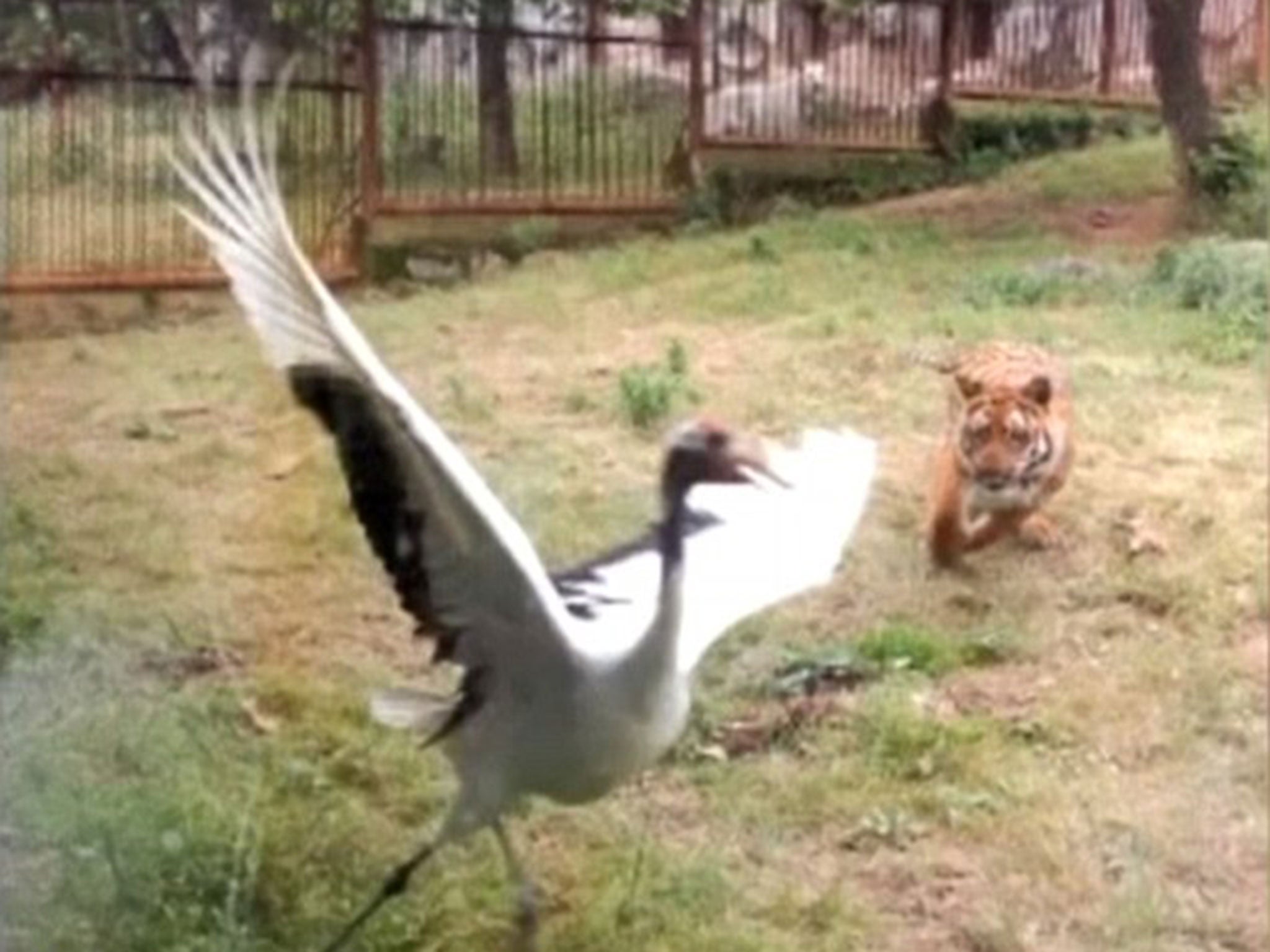 Crowds cheered the crane on as it evaded the tigers