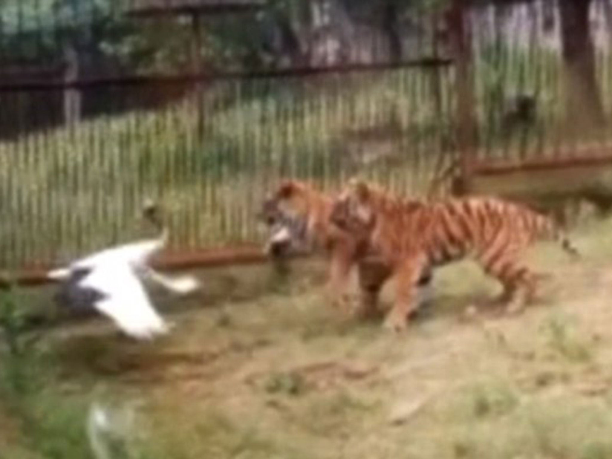 The tigers attack