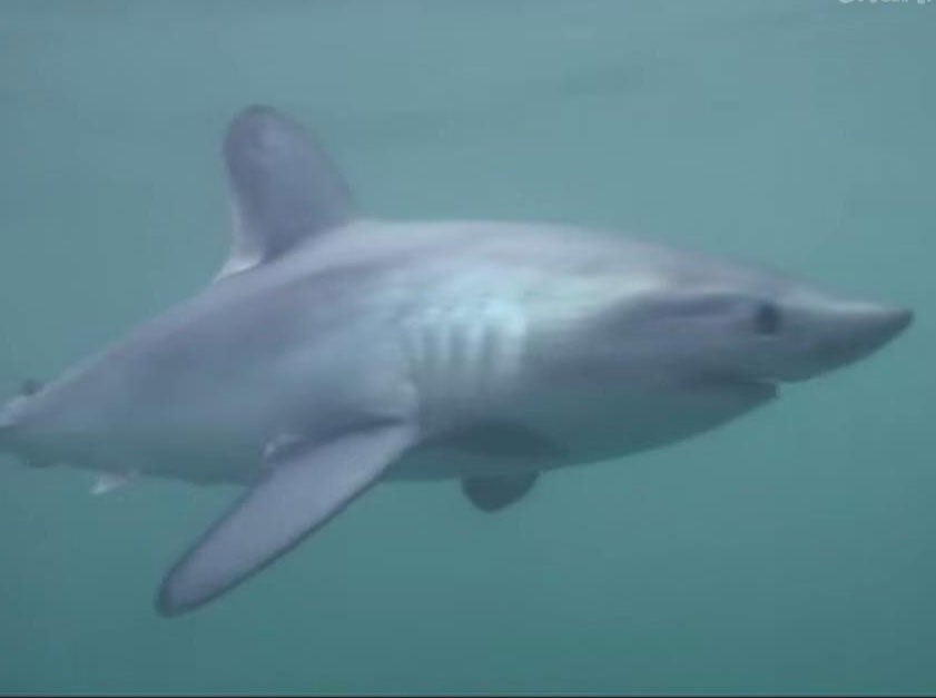 Porbeagle sharks are frequently spotted off the coast of Cornwall