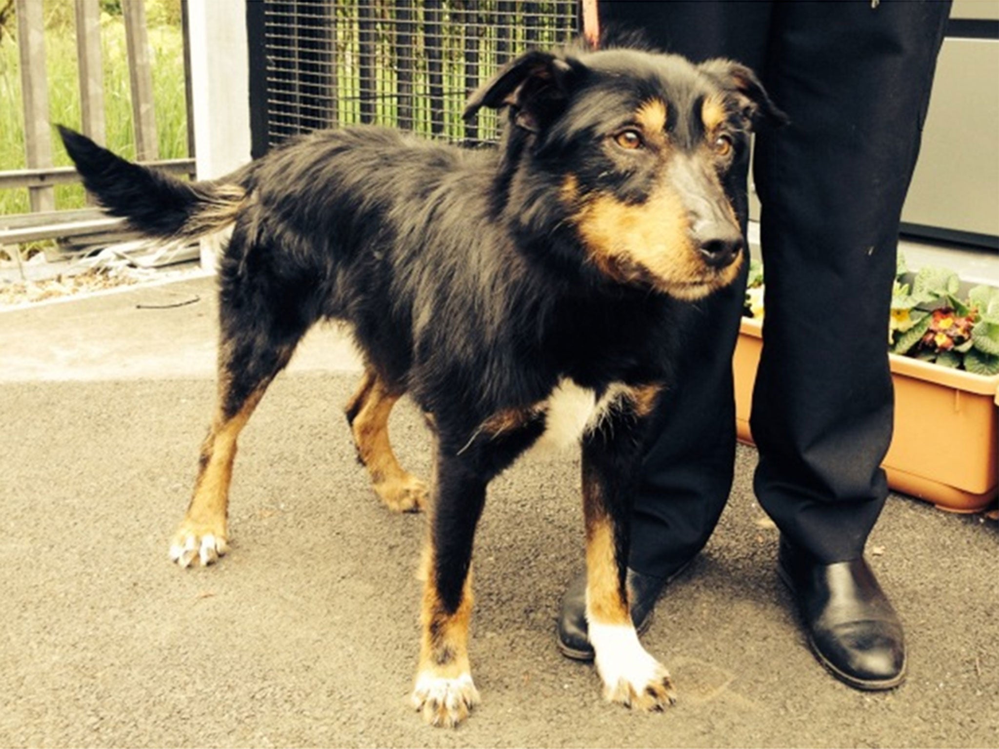 A dog found on the summit of Scafell Pike in the Last District