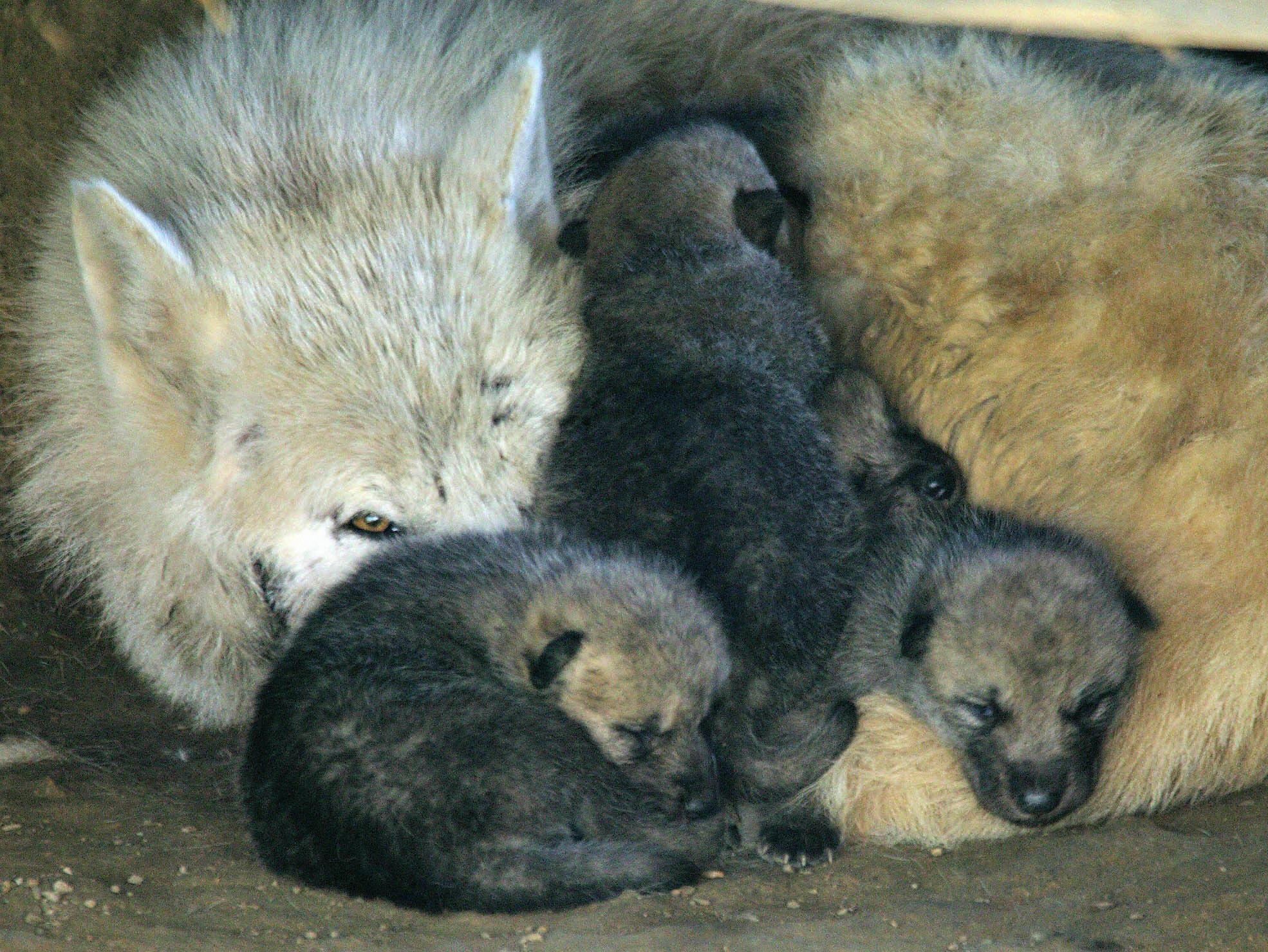 Domestication may have come about through men raising wolf cubs (Getty)