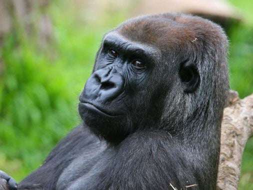 Julia, the 33-year-old gorilla, died from the injuries inflicted on her by the young silverback male at Melbourne Zoo