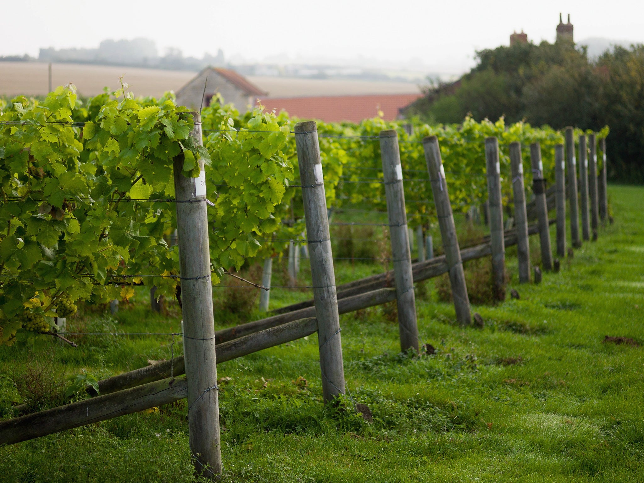 In England the grape is going from strength to strength