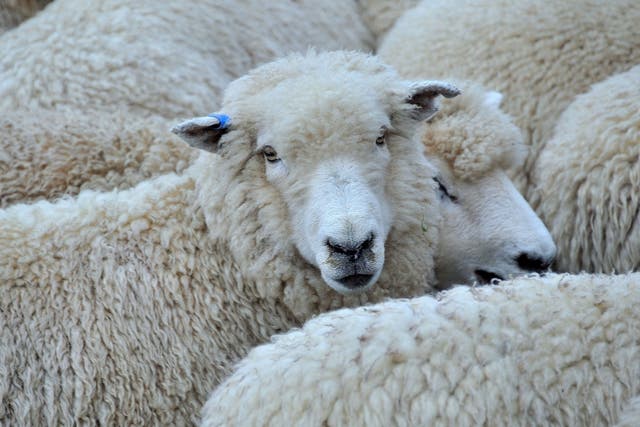 Ken Turner, from New South Wales, has reportedly been offending his flock of sheep with rude words 