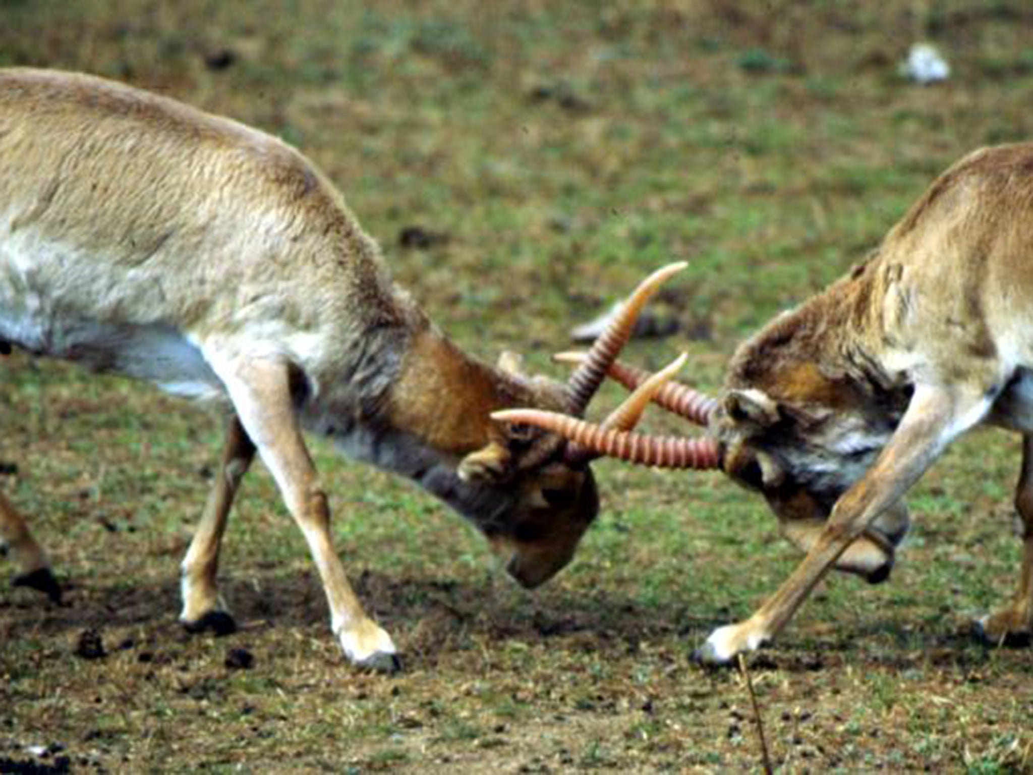 Around one-third of the saiga antelope have died in the past few days