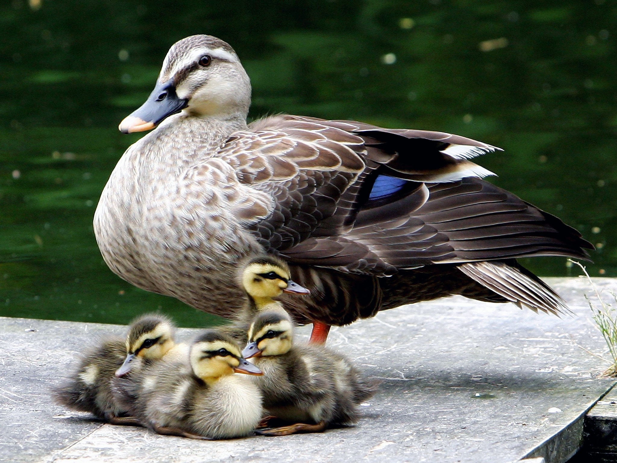 Young ducklings rest by a lake with their mother at Mukoujima Hyakkaen Garden on May 18, 2007 in Tokyo, Japan. Every year Mukoujima Hyakkaen Garden, which means Garden of a Hundred Flowers, sees ducks return in the autumn to raise their young.