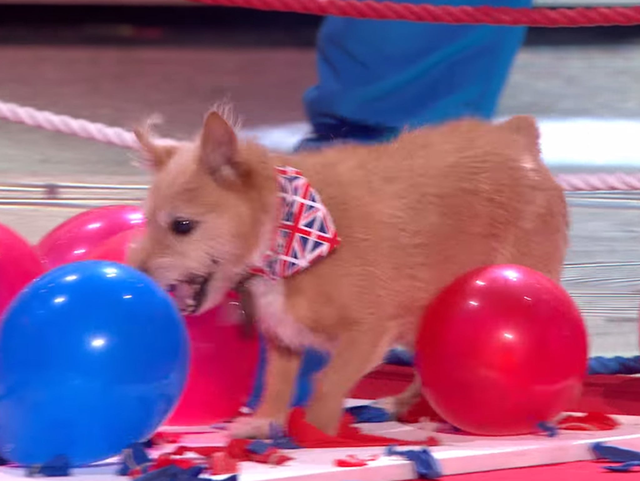 Wonderdog Cally breaking the world record for popping 100 balloons in the fastest time on Britain's Got Talent