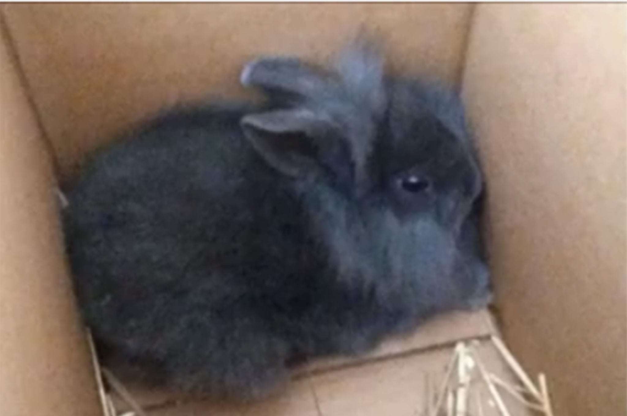 Allan the rabbit was killed live on air