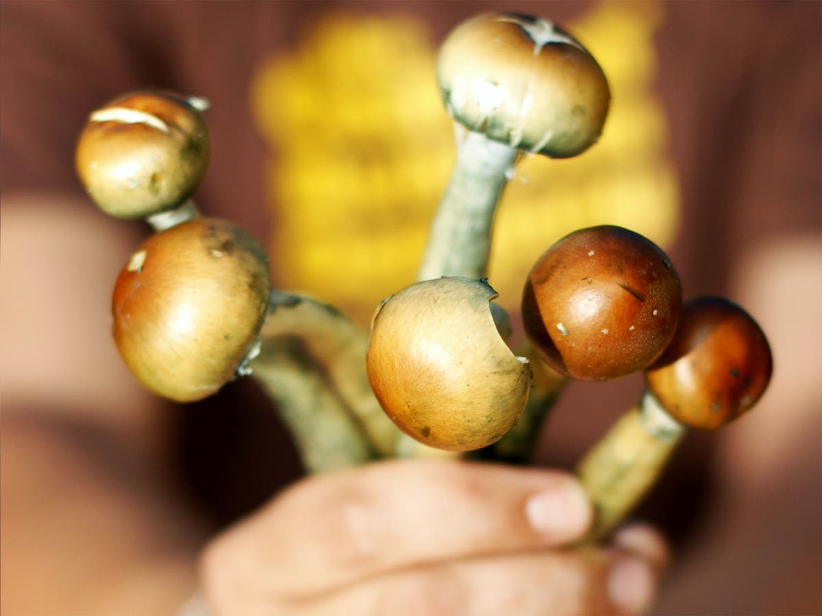 A Man Who Took Magic Mushrooms For A Scientific Study Said It Helped Him See A Basic Truth About Relationships The Independent The Independent
