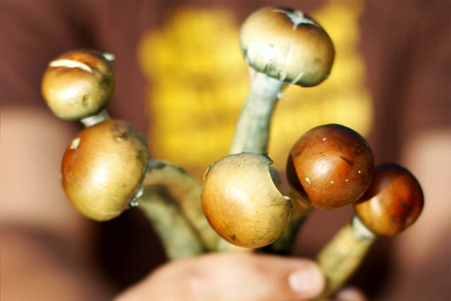Magic Mushrooms are a class A drug