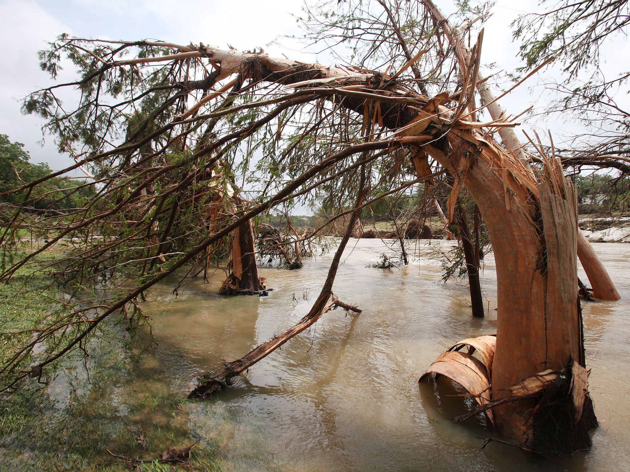 Flood damaged trees in the Blanco River at Wimberly