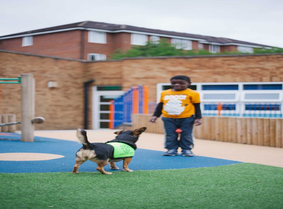 Kids' best friend: Millie the Jack Russell at Anson Primary School, with Jaylen
