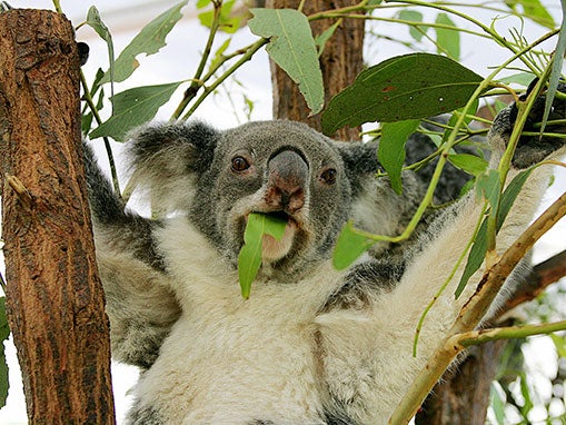 A koala at the Lone Pine Koala Sanctuary near Brisbane