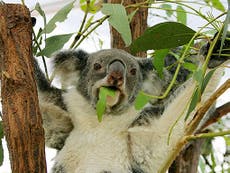 Female koalas to be given contraceptive implants