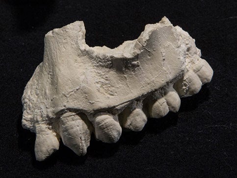 The upper jaw of Australopithecus deyiremeda